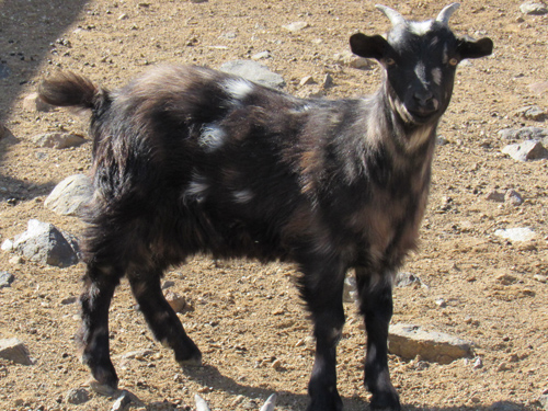 Bucking Adoeable Thelma SMR (E5205) myotonic doe