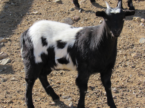 Bucking Adoeable Louise SMR (E5206) myotonic doe