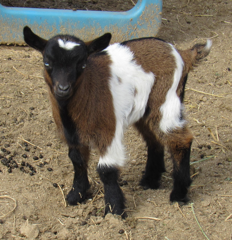 Saddleback Mountain Tallulah doeling