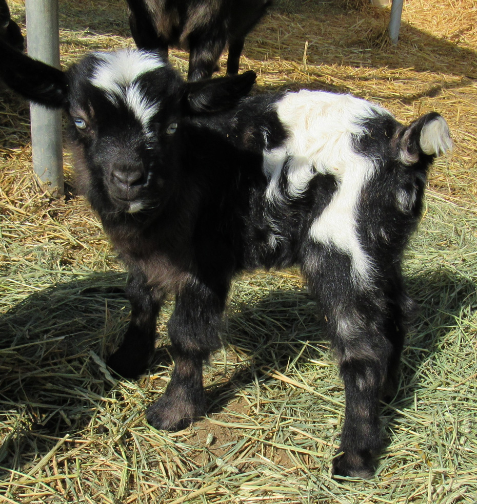 Saddleback Mountain Jade doeling