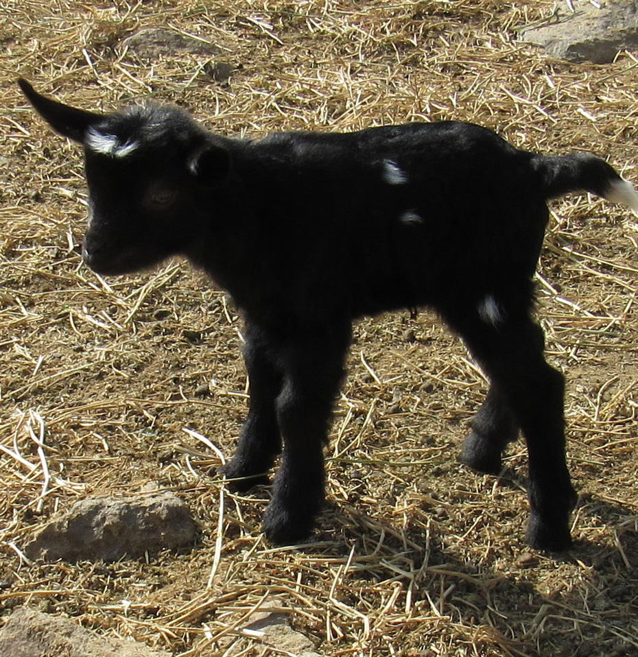 Saddleback Mountain Doris doeling
