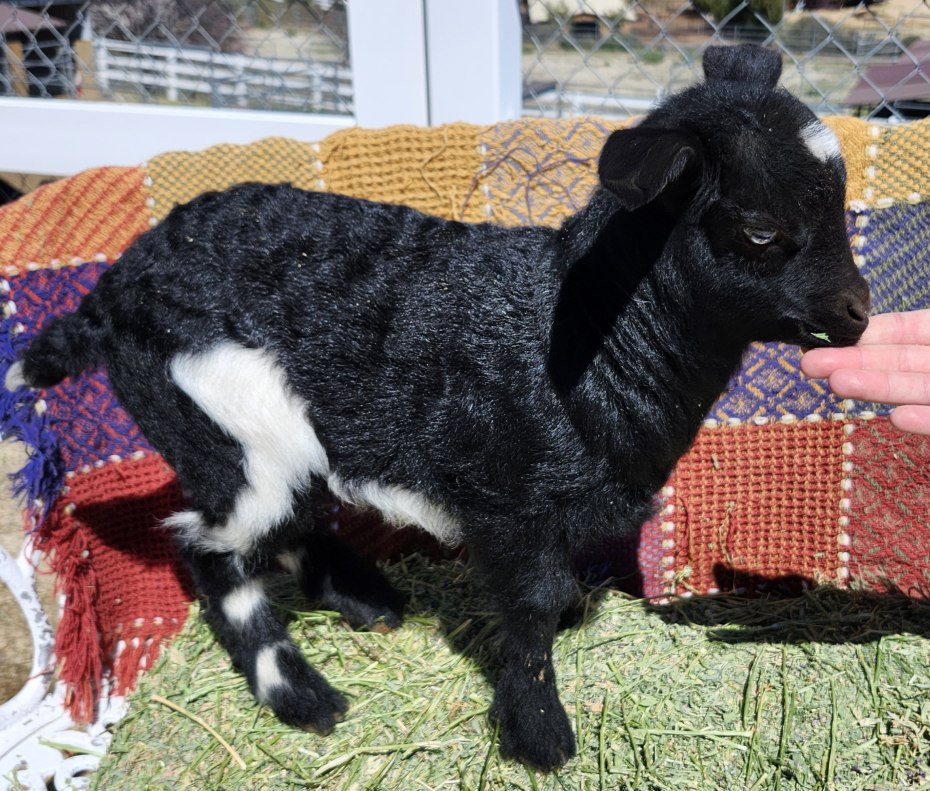 Saddleback Mountain Kit doeling