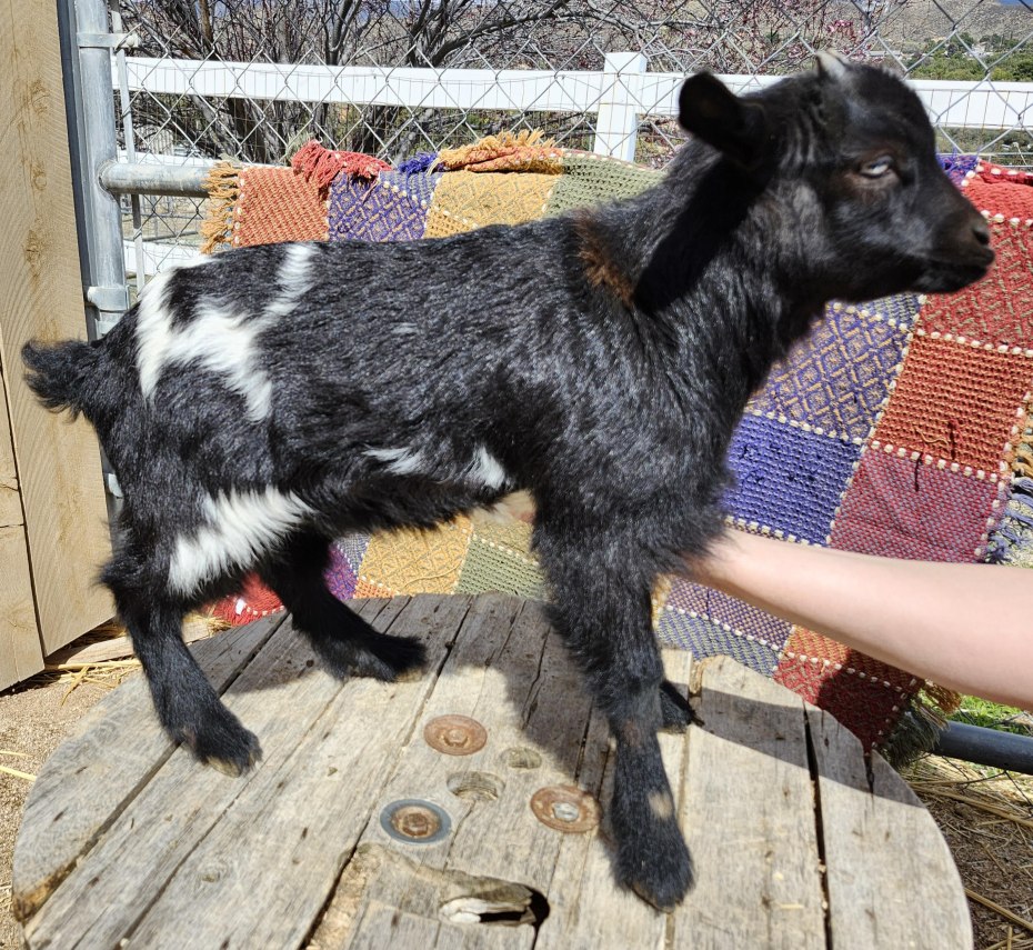 Saddleback Mountain Nora doeling