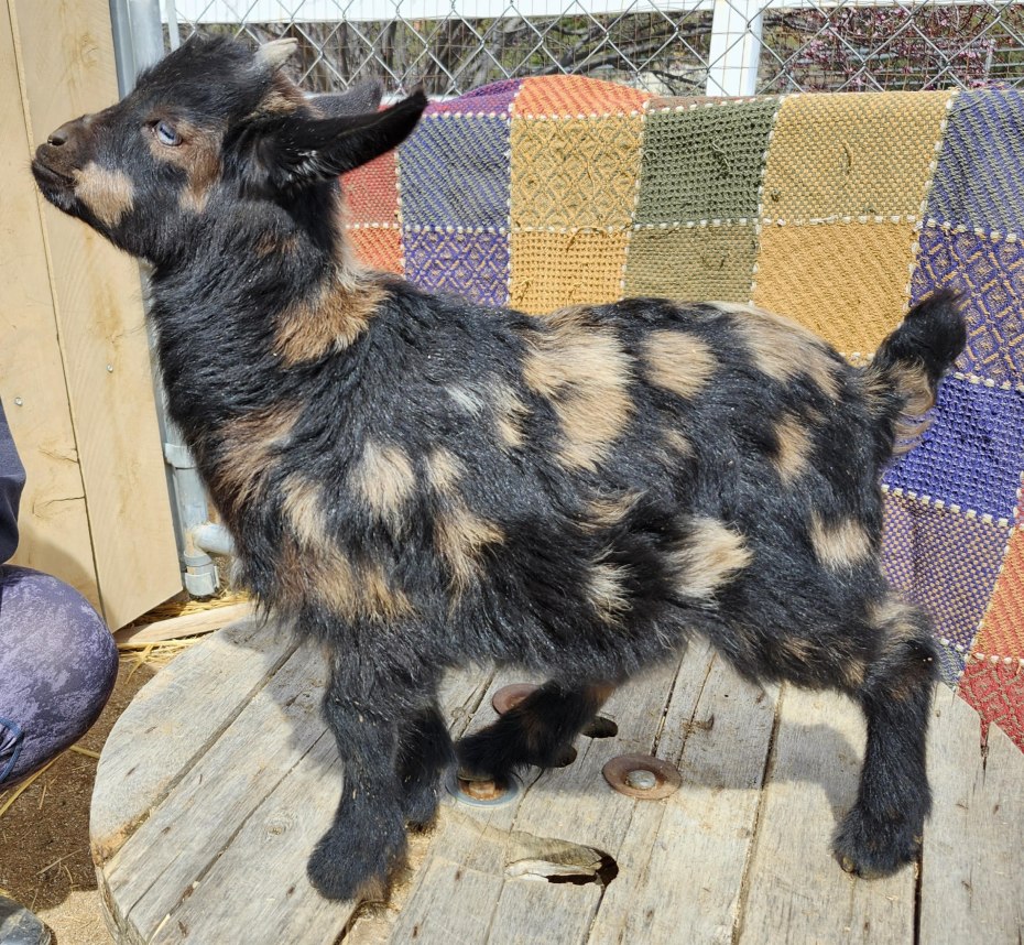 Saddleback Mountain Stanley Buckling OR wether