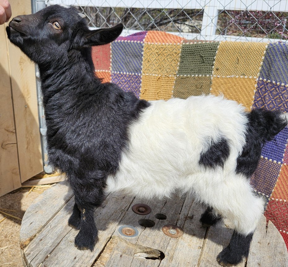 Saddleback Mountain Tara doeling