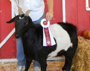 Ancient Valley Coffee Crunch Cookie ANC: 2012 Senior Champion Doe