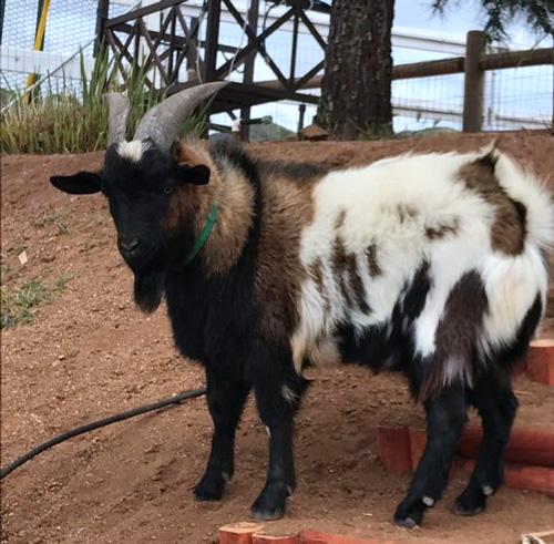Saddleback Mountain Ranch Dodger (C9164)