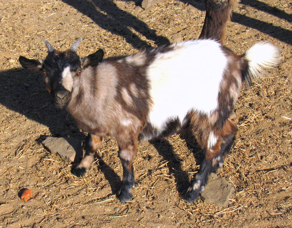 Saddleback Mountain Dolly doeling