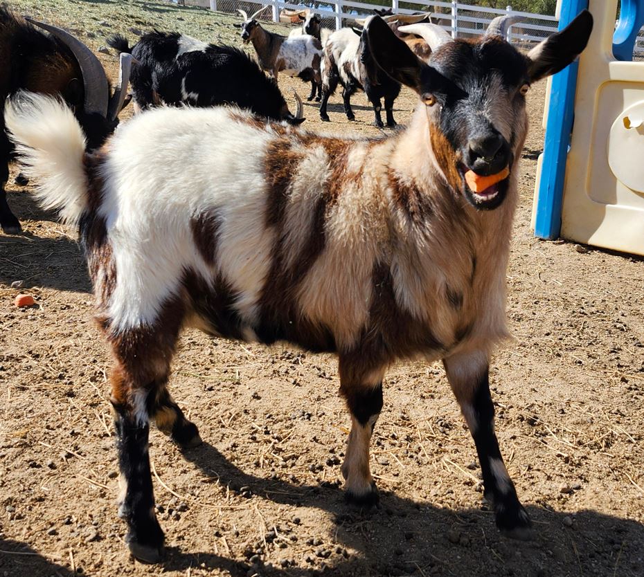 Saddleback Mountain Ranch Dolly (F8684) myotonic doe