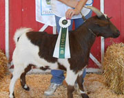 Jasper: 2012 Grand Champion Wether