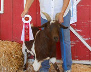 Jasper: 2012 Senior Champion Wether
