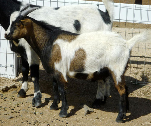 Saddleback Mountain Ranch Laker (B4566)