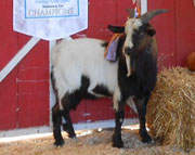 SMR Laker: 2012 Champion Futurity Buckling