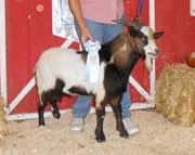 SMR Laker: 2012 Reserve Junior Champion Buck