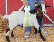 Peanut: 2012 Junior Champion Wether