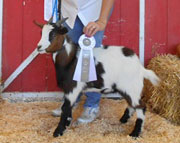 Peanut: 2012 Junior Champion Wether