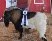 Triple T Rivers: 2012 Grand Champion Buck