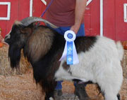 Triple T Rivers: 2012 Senior Champion Buck