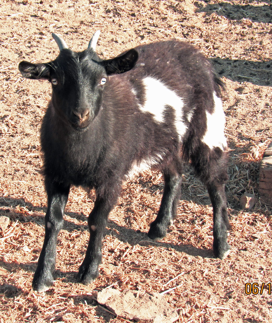 Saddleback Mountain Thora doeling