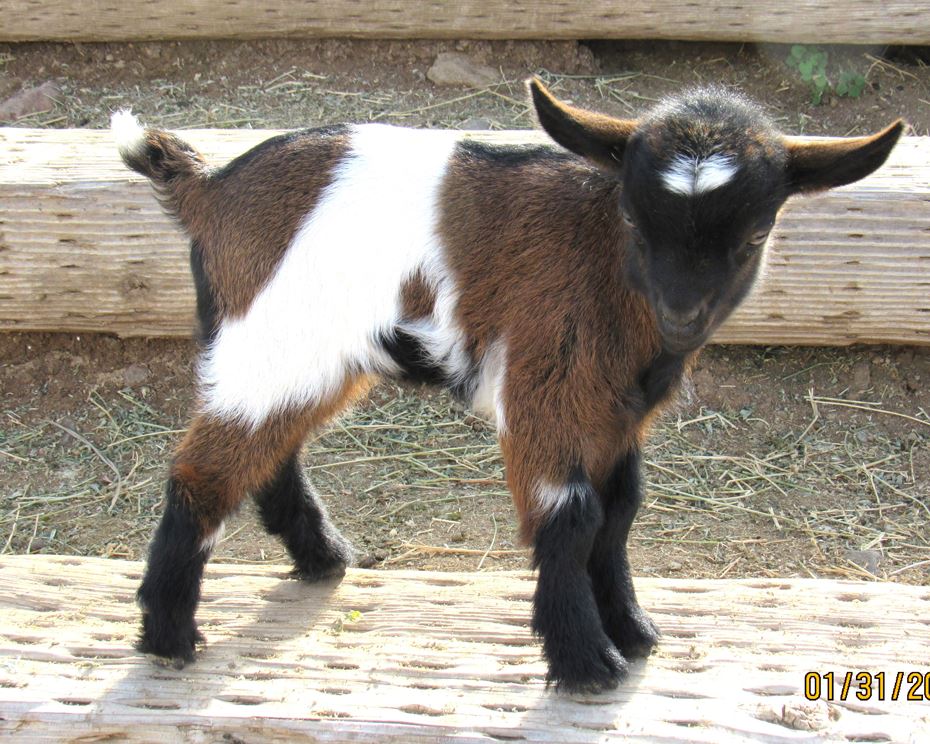 Saddleback Mountain Belle doeling